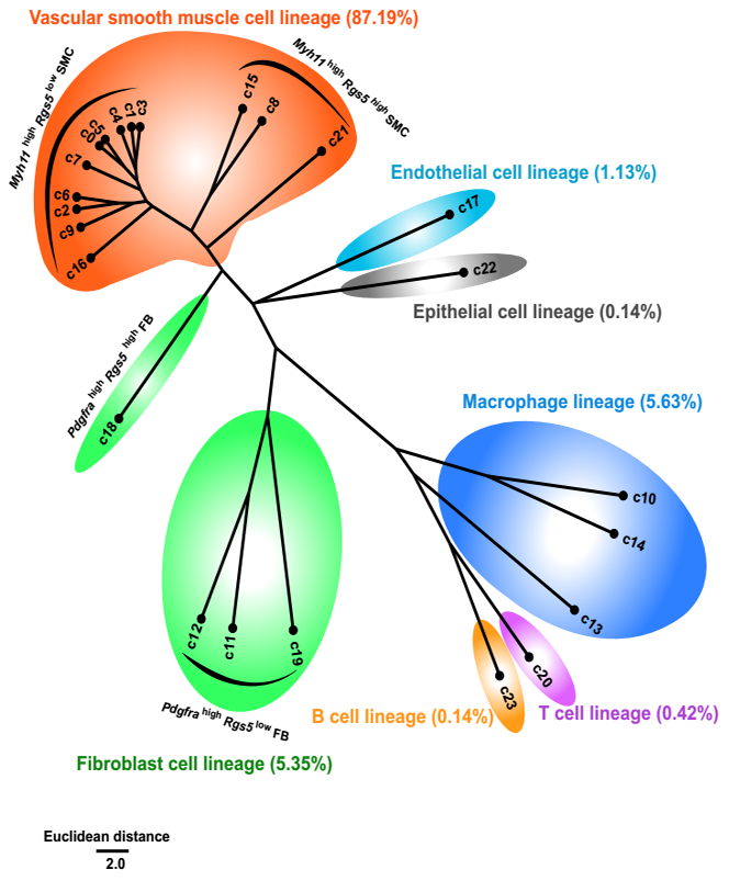 hierarchical clustering